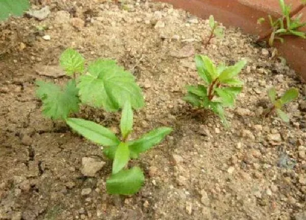 植物发芽|石榴怎么发芽快