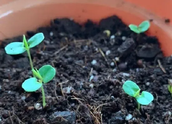 植物播种|飞燕草什么时候播种合适