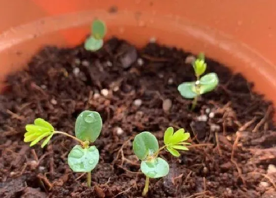 植物播种|飞燕草什么时候播种合适