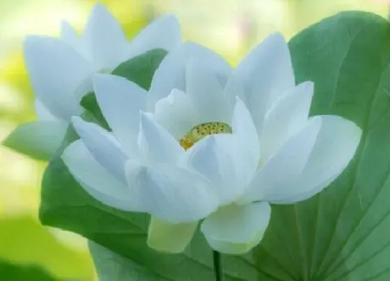 生长环境|莲花生长环境条件及特点