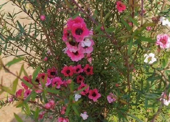 植物施肥|松红梅施什么肥最好