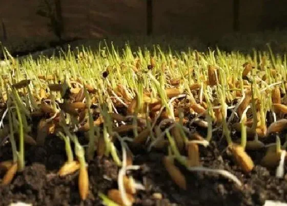 种植管理|深处种菱浅种稻,不深不浅种荷花什么意思