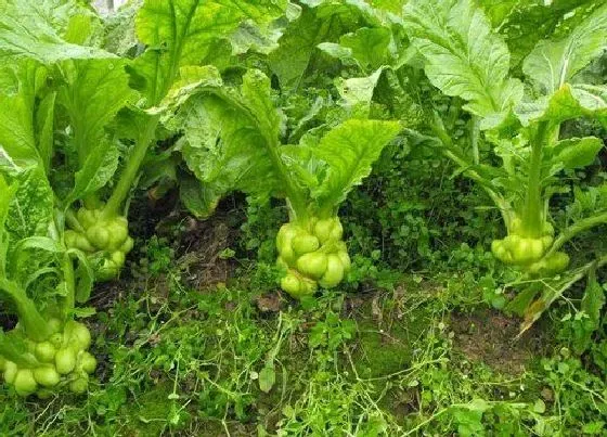 植物繁殖|儿菜一年四季都能种吗 一年能种几茬