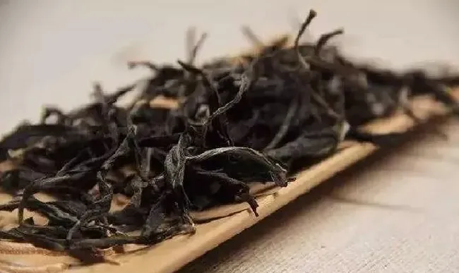 习性特点|台地茶和古树茶的区别照片