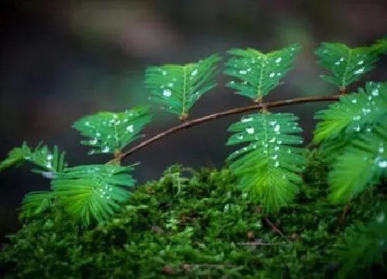 植物百科|含羞草可以淋雨吗