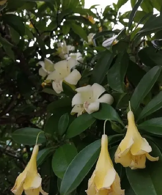 植物百科|非洲茉莉开花吗 花期长的什么样子