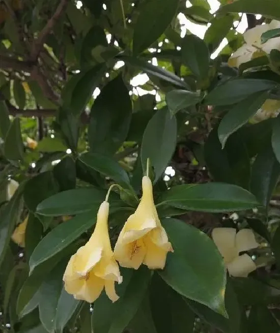 植物百科|非洲茉莉开花吗 花期长的什么样子