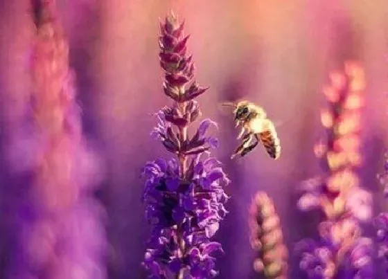 花语|什么花的花语是爱情