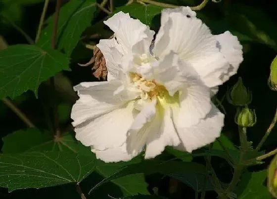 花语|白芙蓉花代表什么意思