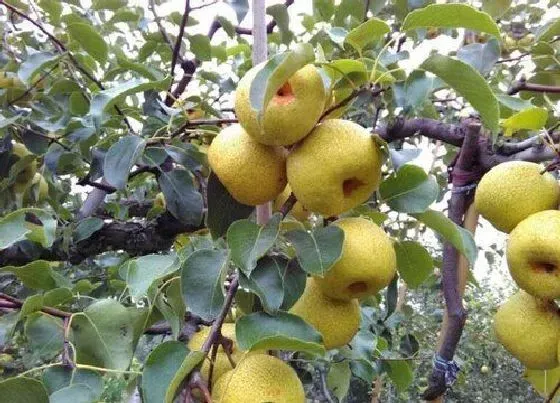 植物施肥|梨树施什么肥最好