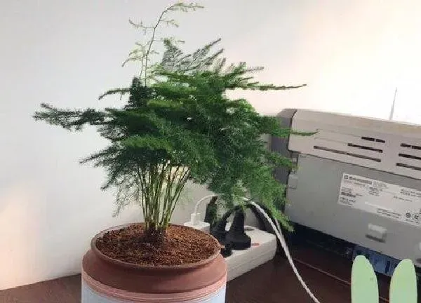 植物浇水|云松可以浇白糖水吗
