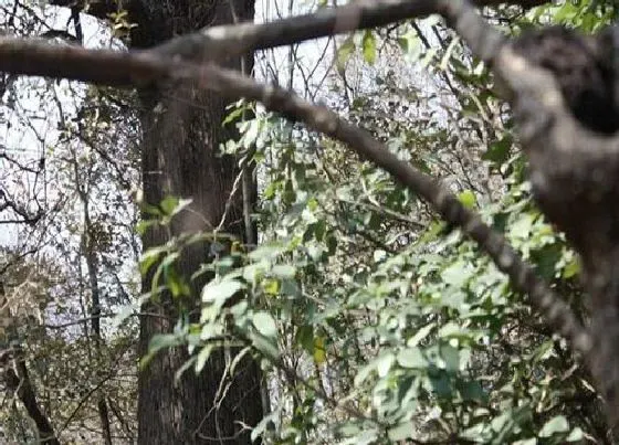 植物寓意|硬叶林代表植物 常绿硬叶林的叶片特点