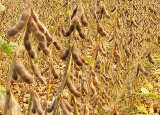 植物种类|豆是植物吗 属于豆科大豆属植物