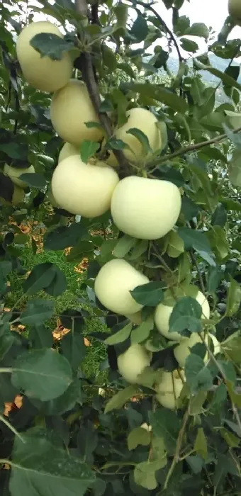 植物施肥|微生物菌肥和菌剂有什么区别，菌肥的作用是什么）