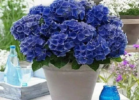 开花时间|绣球花什么时候开花 一年开几次花