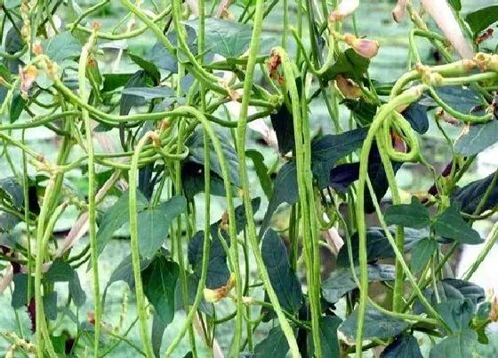 种植管理|长豆角几月份种植合适