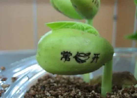 植物百科|魔力豆是什么植物 属于什么科植物