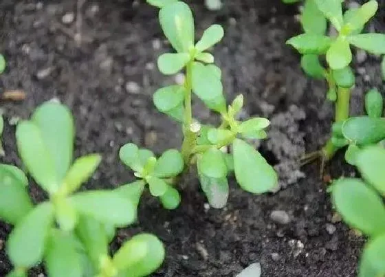 功效常识|马齿苋根的功效与作用及食用方法