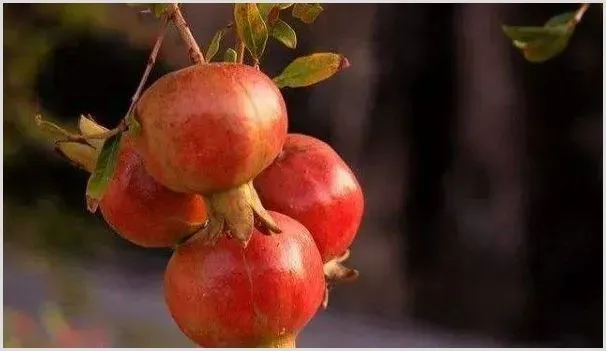石榴的养殖方法和注意事项 | 种植资料