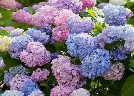 开花时间|绣球花什么时候开花 一年开几次花