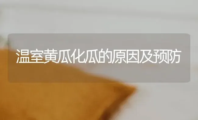 温室黄瓜化瓜的原因及预防 | 蔬菜种植