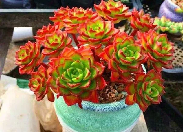 养殖方法|栽花怎么能使花快速扎根（促进花卉根系生长的措施）