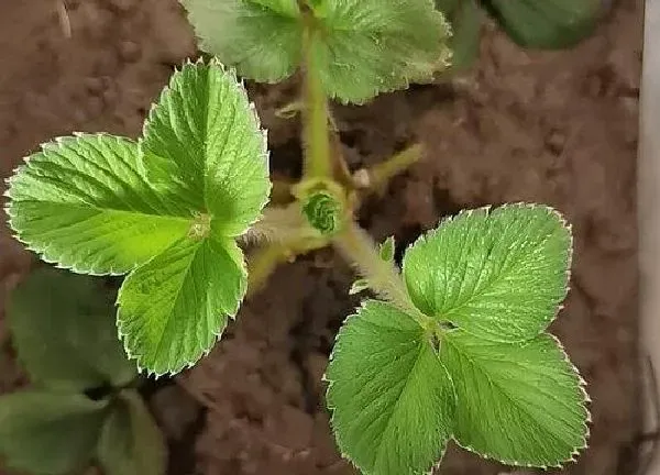 植物移栽|草莓移栽注意事项 移栽草莓苗时间及管理方法