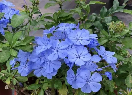 开花时间|蓝雪花是四季开花吗