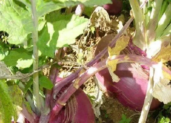 种植管理|蔓菁的种植方法和时间 什么时候种植适合