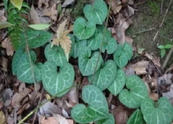 植物排行|马兜铃科植物有哪些