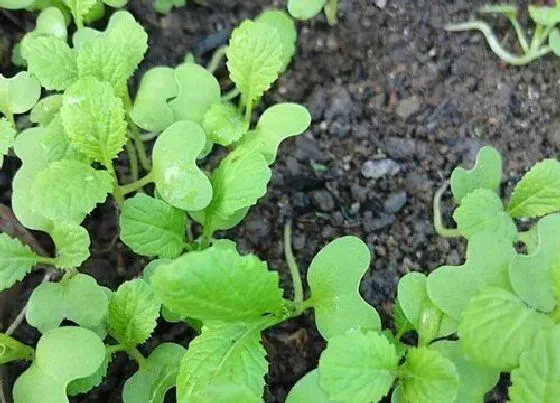植物修剪|菜苗徒长怎么办