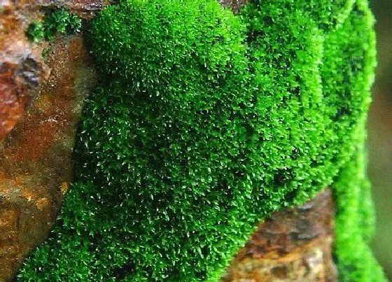植物百科|青苔是什么植物类别