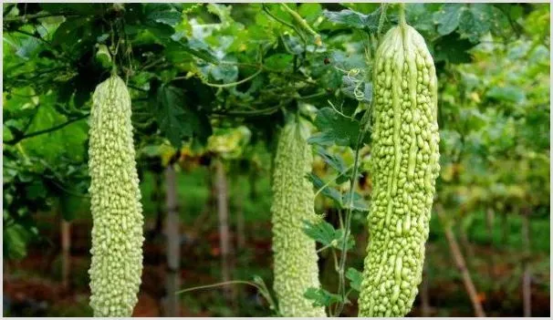苦瓜种子可以直接种吗 | 种植资料