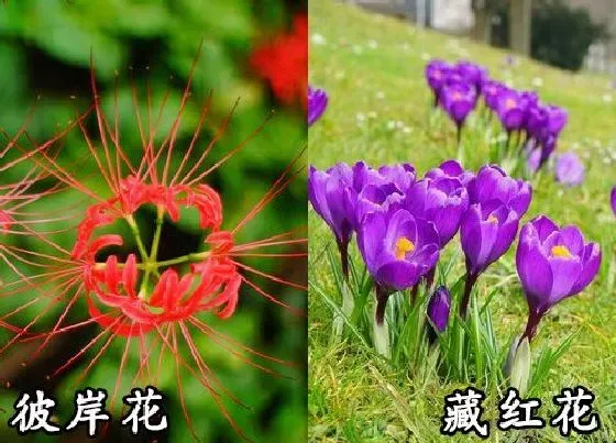 植物种类|彼岸花和藏红花是一种花吗