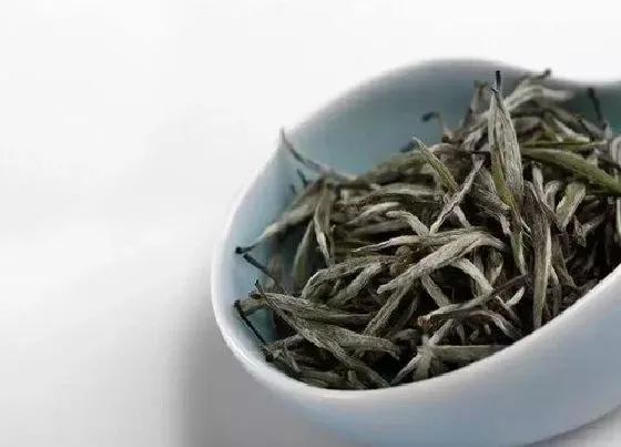 食用常识|寿眉茶属于什么茶