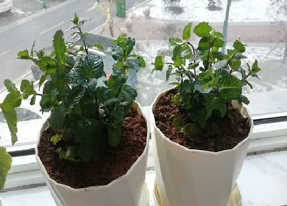 植物修剪|盆栽薄荷怎么修剪方法