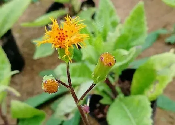 植物百科|三七开花吗 种几年开花结果