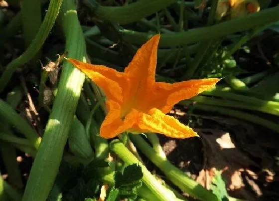 果实科普|南瓜什么时候开花结果