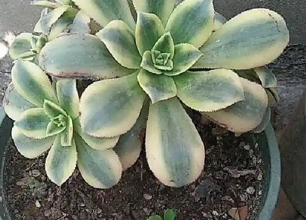 养殖方法|多肉法师怎么养殖方法