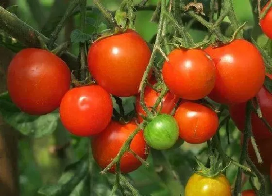 种植百科|西红柿什么季节种植最好 种植时间与季节