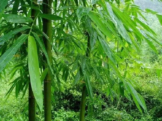 植物百科|竹子是树吗 长什么样子（图片）