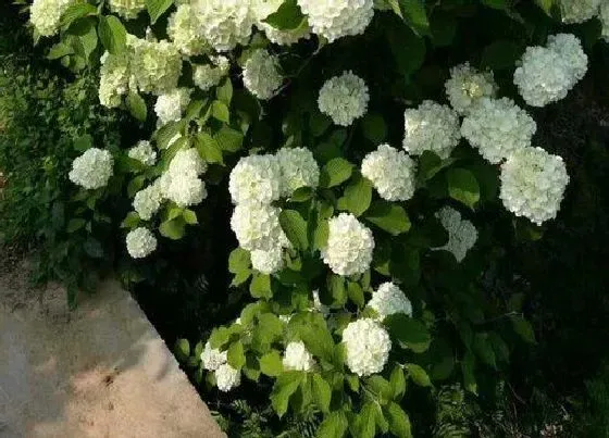 植物百科|北方耐阴花卉有哪些