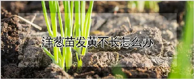 洋葱苗发黄不长怎么办 | 种植资料