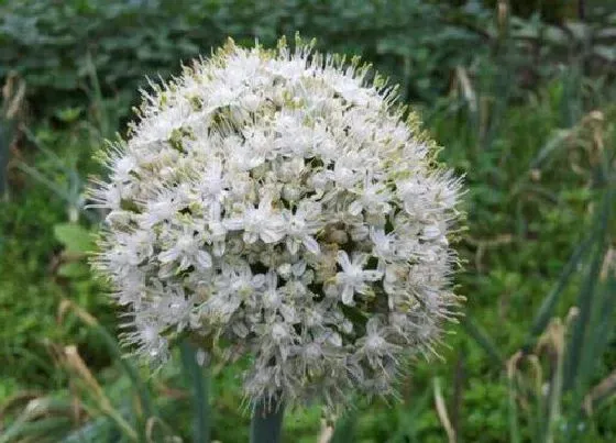 植物百科|葱头开花吗 开花什么样子