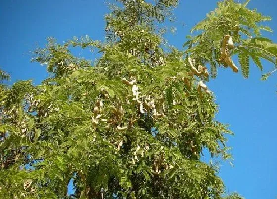 植物种类|什么是乔木什么是灌木 乔木与灌木的区别有哪些