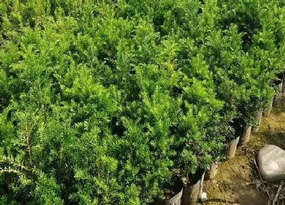 植物育苗|红豆杉僵苗怎么办