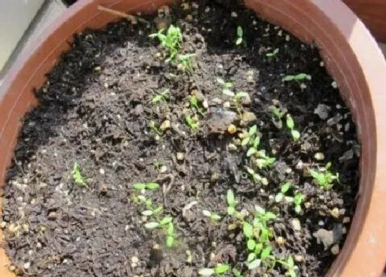 植物育苗|芹菜几天出苗 播种到发芽出苗时间