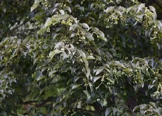 植物寓意|硬叶林代表植物 常绿硬叶林的叶片特点