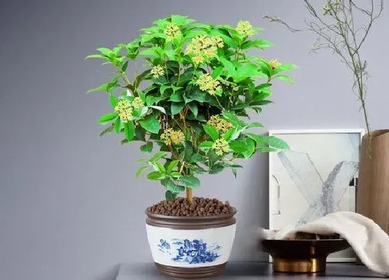 种植位置|家里可以种桂花吗