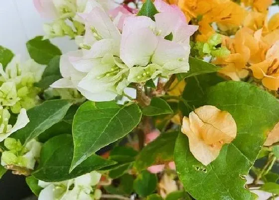 植物百科|耐高温的花卉有哪些